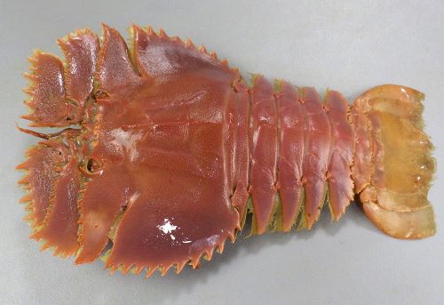 伊勢海老よりおいしい？ウチワエビの豆知識とおいしいレシピ5選 - macaroni