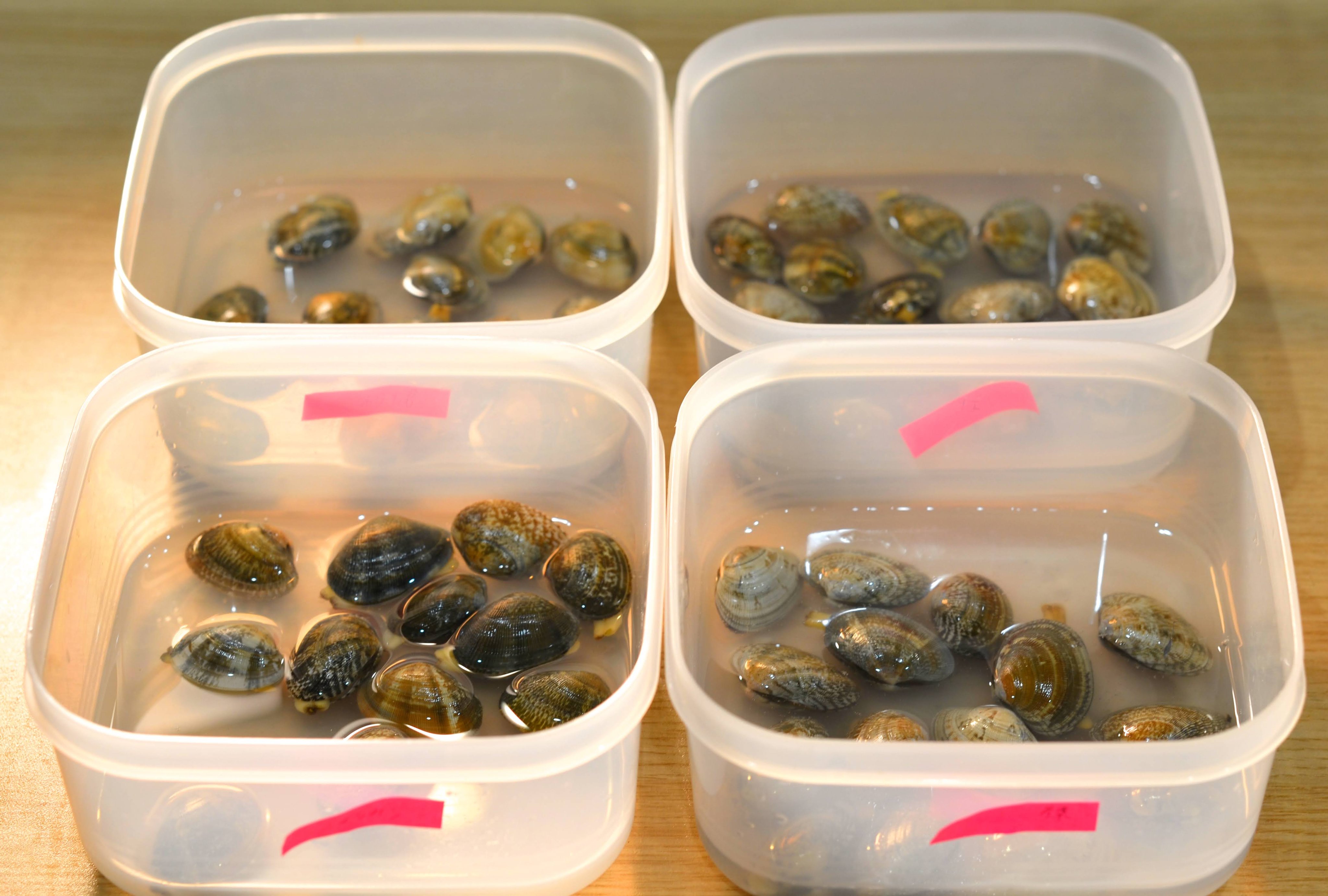 ガッテン！ あさりの砂抜きに片栗粉！アサリの味噌汁の作り方アラフォーふんわりマグママのブログ