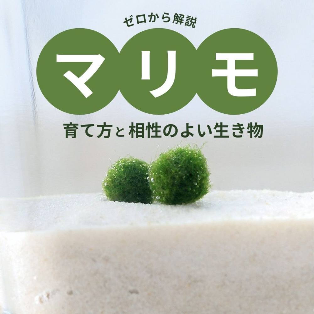 エビ ホロホロ・ミニボトル 本州四国限定