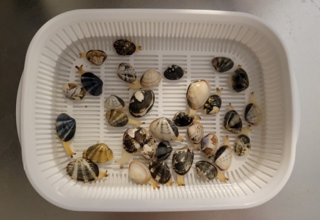 世界一簡単なあさりの砂出し方法