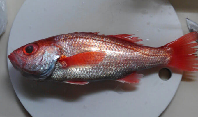 鮮度もコスパも最高な関東近郊の「おいしい魚が買えるスーパー」はココ！ 魚大好き北海道出身者の激推し店とは？ – ページ 2 – 食楽web