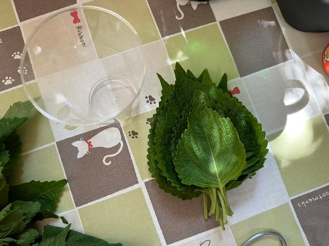 えごまの葉の基本知識と韓国人の育て方 栽培から収穫まで 摘心・プランターokカライチ