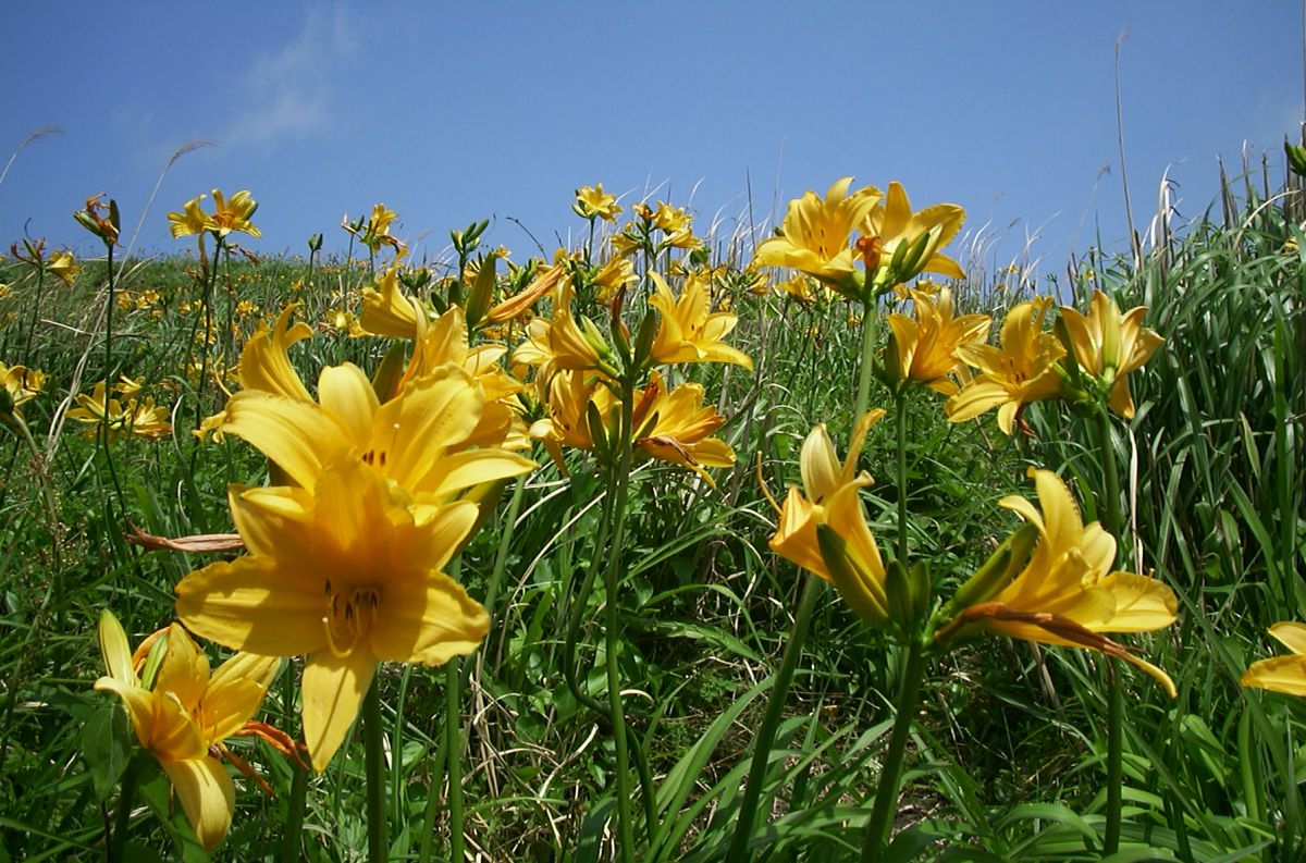 大野亀トビシマカンゾウの花 01495031411 の写真・イラスト素材アマナイメージズ