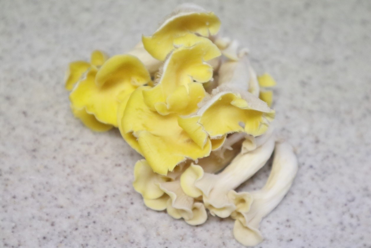 幻の謎キノコたもぎ茸・別名『出汁きのこ』神様からの贈り物旬菜クッキング野菜ソムリエたもぎ茸冷凍生活アドバイザー - YouTube